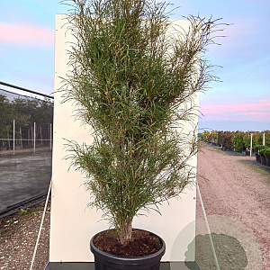 Frangula alnus Fine Line 125-150 cm 30L extra
