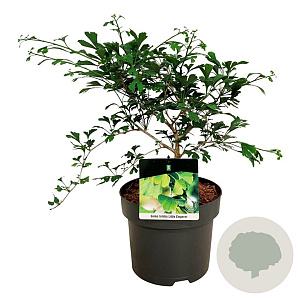 Ginkgo biloba 'Little Emperor' 50-60 cm 15L