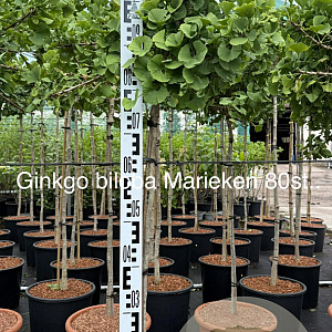 Ginkgo bil. 'Mariken' 80 cm stam 15L
