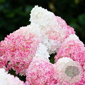Hydrangea pan. Living Pink & Rose 50-60 cm 14L