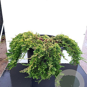 Juniperus h. 'Golden Carpet' 30-40 cm 6,5L