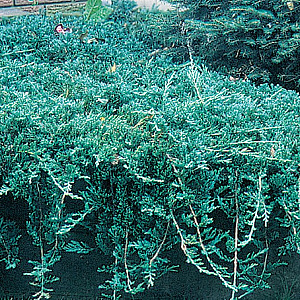 Juniperus h. Icee Blue 30-40 cm 6,5L