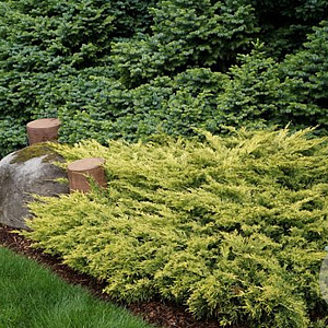 Juniperus h. 'Limeglow' 40-50 cm 6,5L