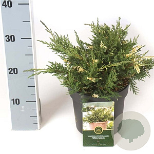 Juniperus pf. 'White Splash' 40-50 cm 6,5L