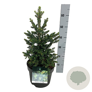 Picea abies 'Will's Zwerg' 125-150 cm 45L