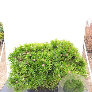 Pinus dens. 'Low Glow' 60 cm stam 15L kroon 50-60
