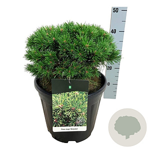 Pinus mugo 'Benjamin' 60 cm stam 15L kroon 25-30
