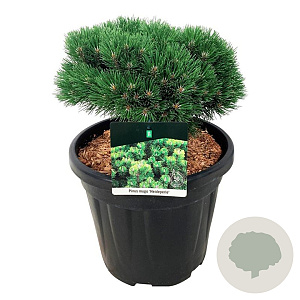 Pinus mugo 'Heideperle' 25-30 cm 6,5L