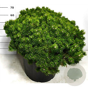 Pinus mugo 'Klosters Grun' 30-40 cm 15L