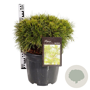 Pinus mugo 'Varella' 60 cm stam 15L kroon 30-40