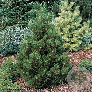 Pinus heldreichii 'Malinki' 50-60 cm 30L extra