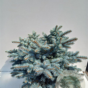 Picea pungens 'Glauca Globosa' 80 cm stam 15L kroon 50-60