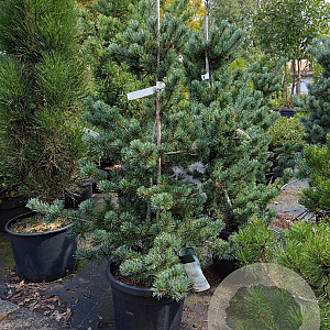 Pinus parv. 'Negishi' 60-80 cm 15L