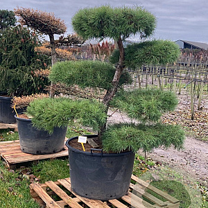 Pinus sylvestris 175-200 cm cont. 230L bonsai
