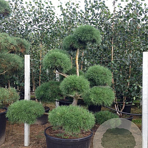Pinus sylvestris 200-225 cm cont. 230L bonsai