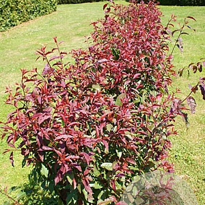 Prunus persicoides 'Spring Glow' 120 cm stam cont. 90L extra