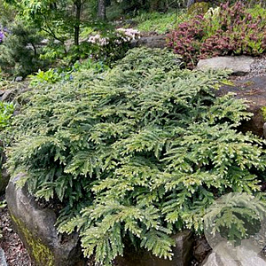 Sequoia s. 'Cantab' 80-100 cm 30L extra