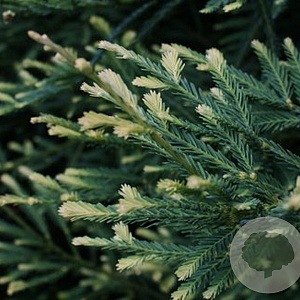 Sequoia semp. 'Steel Blue' 200-225 cm cont. 55L extra