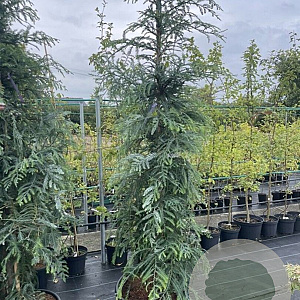 Sequoia s. 'Winter Blue' 200-225 cm cont. 55L extra