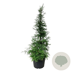 Sequoia s. 'Xeno' 225-250 cm cont. 55L extra