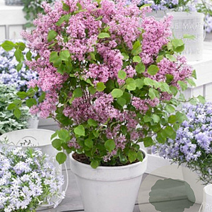 Syringa  'Flowerfest Pink' 80 cm stam 15L