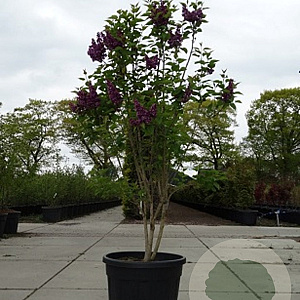 Syringa v. 'And. an Ludwig Späth' 125-150 cm cont. 230L solitair