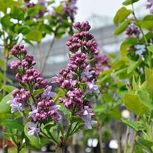 Syringa v. 'Katherine Havemeyer' 90 cm stam 15L