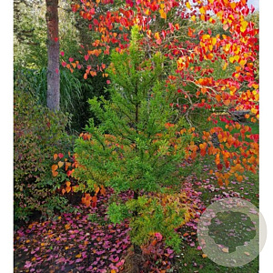 Taxodium distichum 'Peva Minaret' 175-200 cm cont. 55L extra