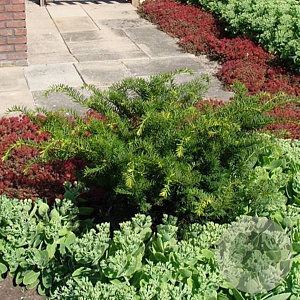 Taxus media 'Farmen' 80-100 cm cont. 55L bonsai