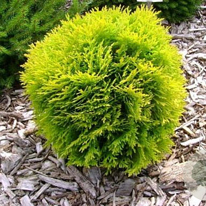 Thuja occ. 'Mirjam' 30-35 cm 6,5L