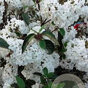 Viburnum 'Eskimo' 90 cm stam 15L