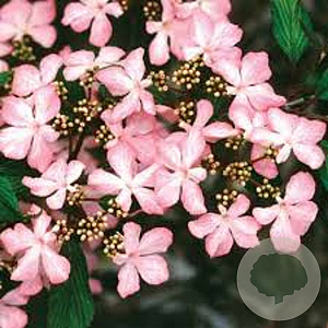 Viburnum plic. 'Molly Schroeder' 80-100 cm cont. 55L extra