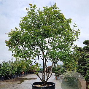 Acer pal. 'Kogane-nishiki' 300-350 cm container solitair 
