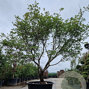 Acer japonicum 'Aconitifolium' 300-350 cm container solitair