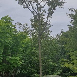 Acer palmatum 220 cm stam container 25-30