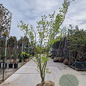 Acer palmatum 250-300 cm container meerstammig