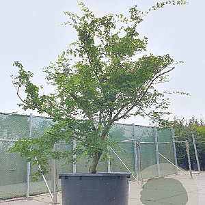 Acer palmatum 300-350 cm cont. 1000L kegel