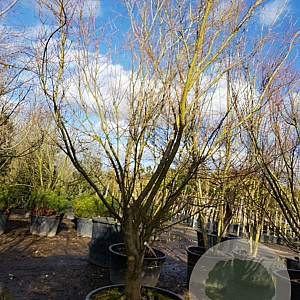 Acer palmatum 400-450 cm container solitair