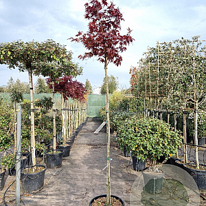 Acer pal. 'Bloodgood' 180 cm stam container 6-8