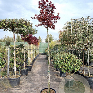 Acer pal. 'Bloodgood' 180 cm stam container 6-8