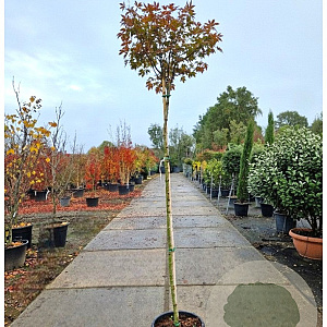 Acer pal. 'Bloodgood' 180 cm stam container 6-8