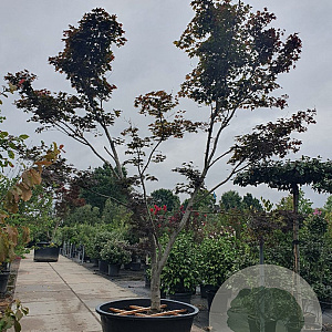 Acer pal. 'Bloodgood' 400-450 cm cont. 500L