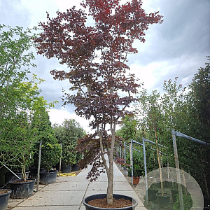 Acer pal. 'Bloodgood' 500-550 cm container solitair