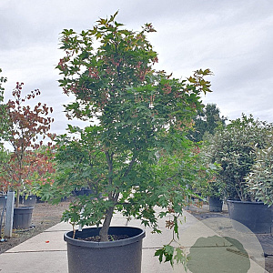 Acer pal. 'Osakazuki' 150-175 cm cont. 130L multi bol