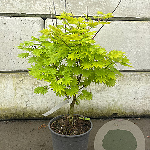 Acer shirasawanum 'Aureum' 40-50 cm 6L