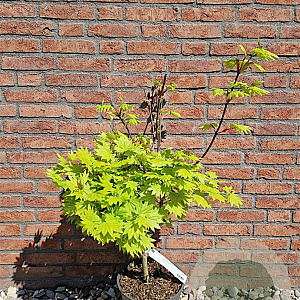 Acer shirasawanum 'Aureum' 40-50 cm 6L