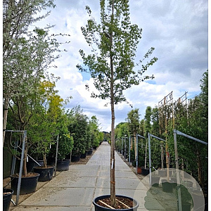 Acer tataricum ginnala 220 cm stam container 20-25