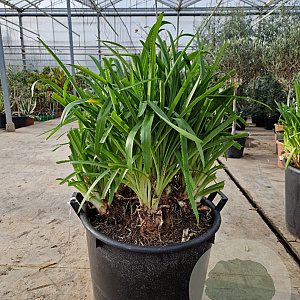 Agapanthus africanus GM 50L