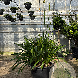 Agapanthus africanus GM 50L