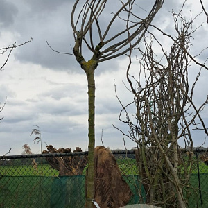 Albizia julibr. Ombrella 200 cm stam cont. 230L 18-20